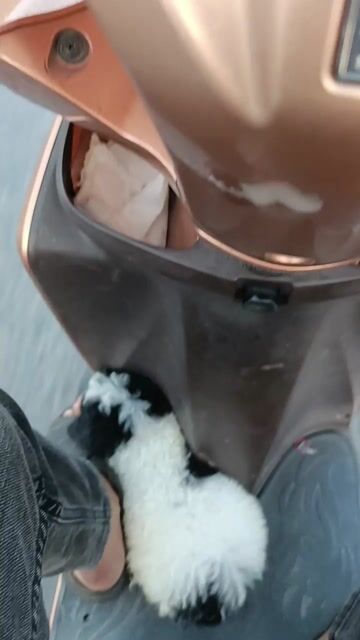 Chó Poodle tiny cái 3 tháng. Mua bán Chó tại Huyện Hóc Môn Tp Hồ Chí Minh được đăng bởi Nguyễn Huy Thọ  hình 1