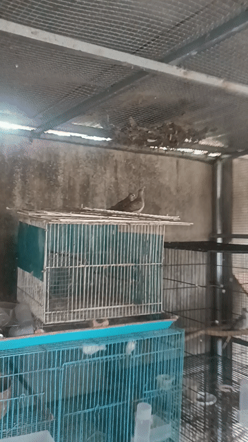Chim Cu vằn Trưởng thành Nâu xám. Mua bán Chim tại Thị xã Tân Uyên Bình Dương được đăng bởi Vinh hình 1