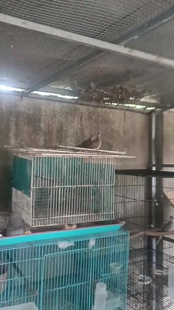 Chim Cu vằn Trưởng thành Nâu xám. Mua bán Chim tại Thị xã Tân Uyên Bình Dương được đăng bởi Vinh hình 1