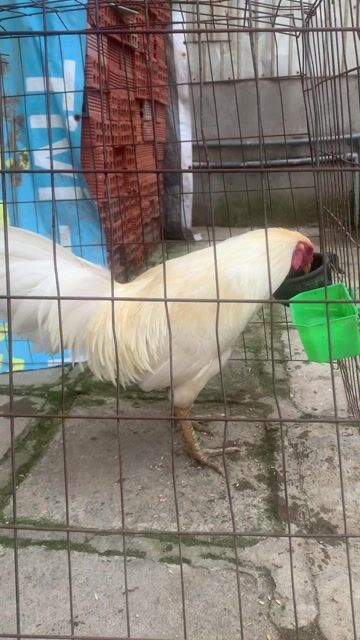 gà úa 3k2 nhát người con cự con không. Mua bán Gà tại Huyện Nhà Bè Tp Hồ Chí Minh được đăng bởi Binh Thanh hình 1