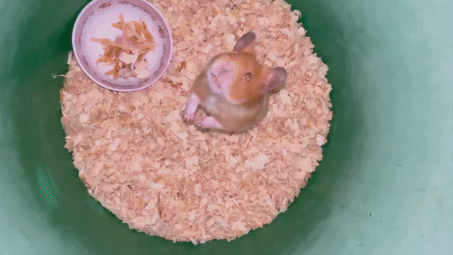 Chuột Hamster Cái Nâu trắng đang mang bầu. Mua bán Thú cưng khác tại Huyện Thống Nhất Đồng Nai được đăng bởi Ng Thủy hình 1