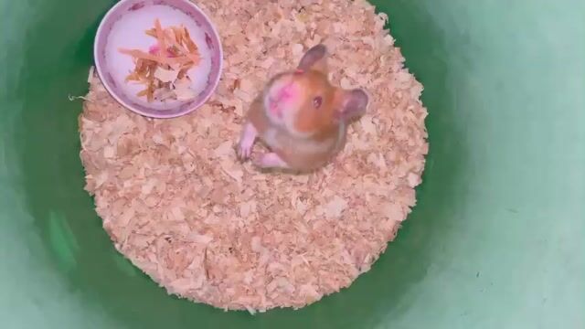 Chuột Hamster Cái Nâu trắng đang mang bầu. Mua bán Thú cưng khác tại Huyện Thống Nhất Đồng Nai được đăng bởi Ng Thủy hình 1