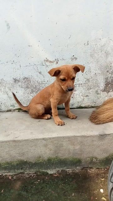 Chó lai phóc 4 tháng Đực. Mua bán Chó tại Quận 12 Tp Hồ Chí Minh được đăng bởi tý hình 1