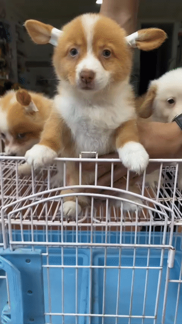 Chó Corgi vàng 2.5 tháng 1 mũi. Mua bán Chó tại Quận Thanh Khê Đà Nẵng được đăng bởi phuong thảo  hình 1