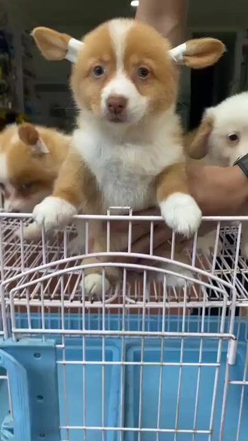 Chó Corgi vàng 2.5 tháng 1 mũi. Mua bán Chó tại Quận Thanh Khê Đà Nẵng được đăng bởi phuong thảo  hình 1