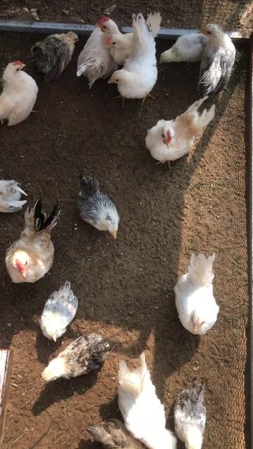 gà thai BMT. Mua bán Gà tại Thành phố Buôn Ma Thuột Đắk Lắk được đăng bởi Quang hình 1