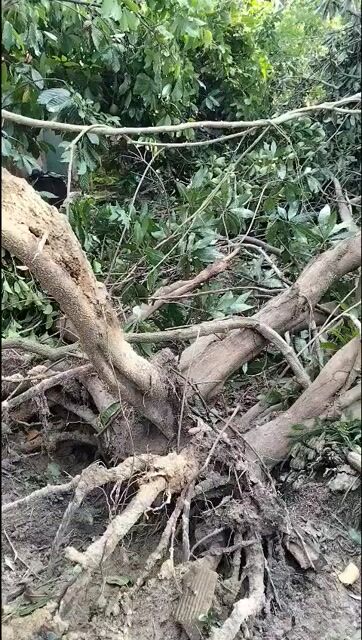 Gốc Lekima to bão ngã. Mua bán Cây cảnh, đồ trang trí tại Thị xã Hoài Nhơn Bình Định được đăng bởi Vu hình 1