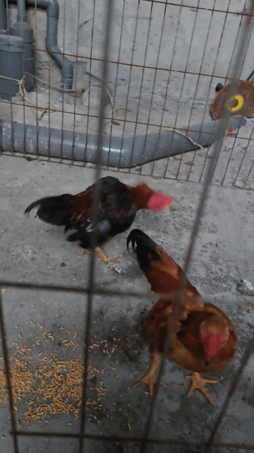 Gà tre Tía 6 tháng 4 lạng. Mua bán Gà tại Huyện Sóc Sơn Hà Nội được đăng bởi công đô hình 1