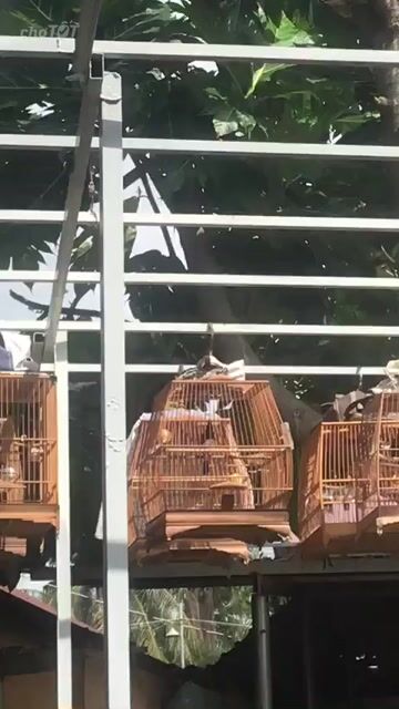 Chim Chào Mào 1 mùa lồng Sin đen. Mua bán Chim tại Thành phố Thủ Đức Tp Hồ Chí Minh được đăng bởi HoàngNguyễn hình 1