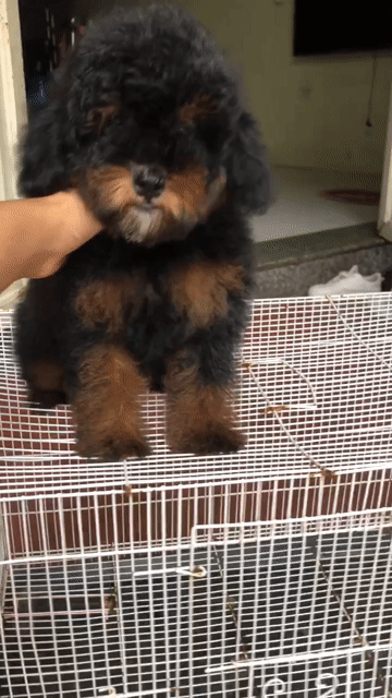 bán poodle đen thuần chủng ở shop 130 đường 2/9 đn. Mua bán Chó tại Quận Hải Châu Đà Nẵng được đăng bởi Chó Cảnh Đà Nẵng 130 đường 2 9  hình 1