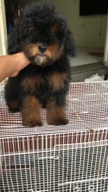 bán poodle đen thuần chủng ở shop 130 đường 2/9 đn. Mua bán Chó tại Quận Hải Châu Đà Nẵng được đăng bởi Chó Cảnh Đà Nẵng 130 đường 2 9  hình 1