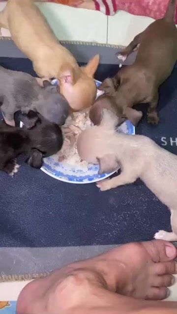 Chó Chihuahua đực cái 2 tháng. Mua bán Chó tại Quận 12 Tp Hồ Chí Minh được đăng bởi vũ hoa hình 1