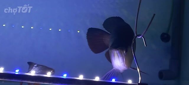 Cá Kim Long Blue 45cm xanh. Mua bán Thú cưng khác tại Quận 12 Tp Hồ Chí Minh được đăng bởi Trung Thành  hình 1