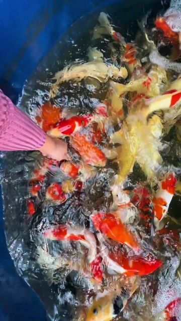 Cá Koi F1 Nhật Đủ Dòng. Mua bán Thú cưng khác tại Huyện Bình Chánh Tp Hồ Chí Minh được đăng bởi THIÊN DƯƠNG KOI  hình 1