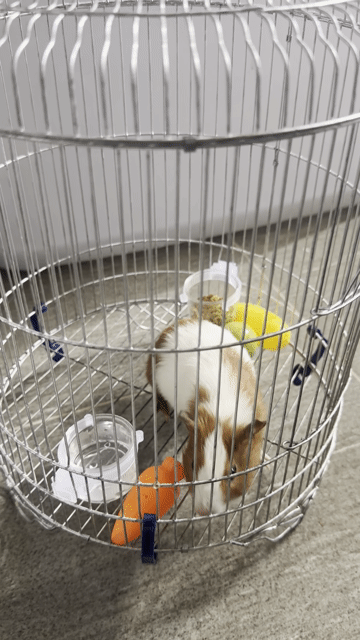 Chuột Hamster Syrian Nâu trắng. Mua bán Thú cưng khác tại Quận 8 Tp Hồ Chí Minh được đăng bởi Tâm Võ hình 1