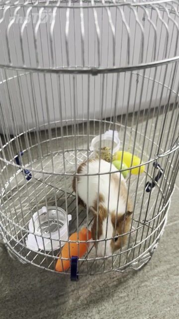 Chuột Hamster Syrian Nâu trắng. Mua bán Thú cưng khác tại Quận 8 Tp Hồ Chí Minh được đăng bởi Tâm Võ hình 1