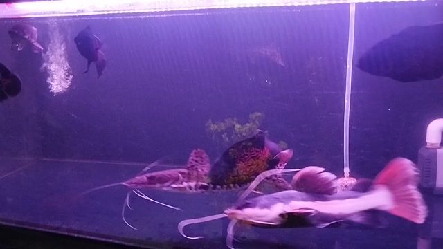 Cá trê. s.ấu ht size 20-25. tai tượng beo. Mua bán Thú cưng khác tại Quận Bình Thuỷ Cần Thơ được đăng bởi quân quân hình 1