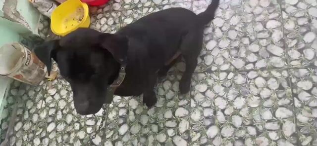 Chó không xác định đen hiền. Mua bán Chó tại Quận Gò Vấp Tp Hồ Chí Minh được đăng bởi Anh Khá Nguyễn hình 1