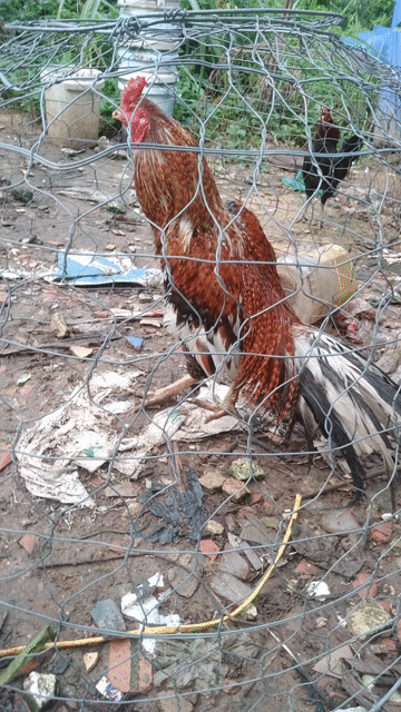 Gà nọc 3.3kg nâu đen trắng 2 mùa. Mua bán Gà tại Thành phố Thuận An Bình Dương được đăng bởi Cá Đồng Lai Biệt hình 1