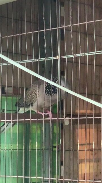 Cặp ML đang nuôi con lứa 2. Mua bán Chim tại Quận Gò Vấp Tp Hồ Chí Minh được đăng bởi Hung  hình 1