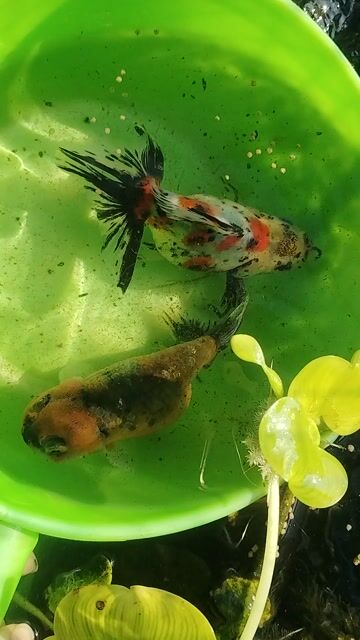 Cá Ranchu Oranda 3-4 ngón Đa sắc 150k/con. Mua bán Thú cưng khác tại Huyện Nhà Bè Tp Hồ Chí Minh được đăng bởi Nội thất cơ khí Xuân Sắt hình 1