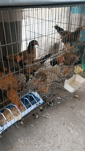 Gà con màu Nâu. Mua bán Gà tại Huyện Quốc Oai Hà Nội được đăng bởi vinh hình 1