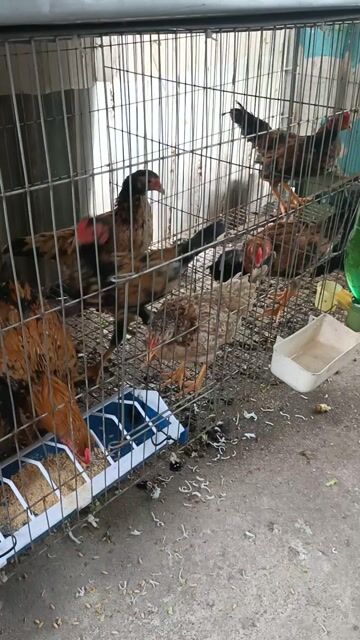 Gà con màu Nâu. Mua bán Gà tại Huyện Quốc Oai Hà Nội được đăng bởi vinh hình 1