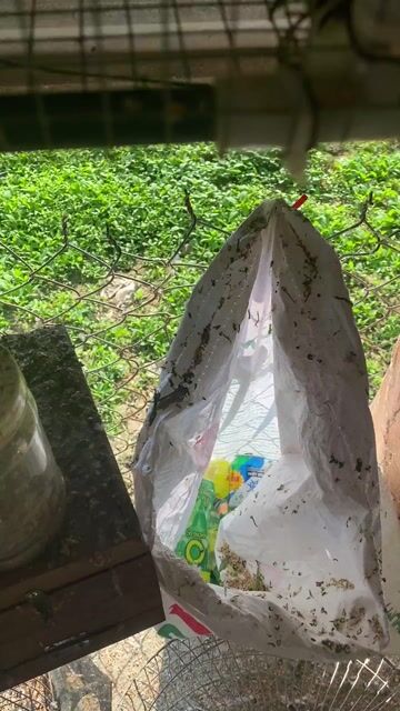 Chim Lovebird Xanh lá cam. Mua bán Chim tại Quận Liên Chiểu Đà Nẵng được đăng bởi cu den hình 1