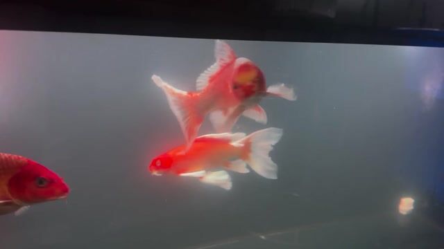 Cá cảnh Cá vàng Cam Trắng. Mua bán Thú cưng khác tại Quận Bình Tân Tp Hồ Chí Minh được đăng bởi Lê Ngọc Tân  hình 1