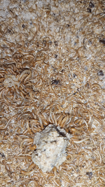 Sâu mealworm nhà trồng. Mua bán Phụ kiện, Thức ăn, Dịch vụ tại Quận 6 Tp Hồ Chí Minh được đăng bởi Đông Sử hình 1