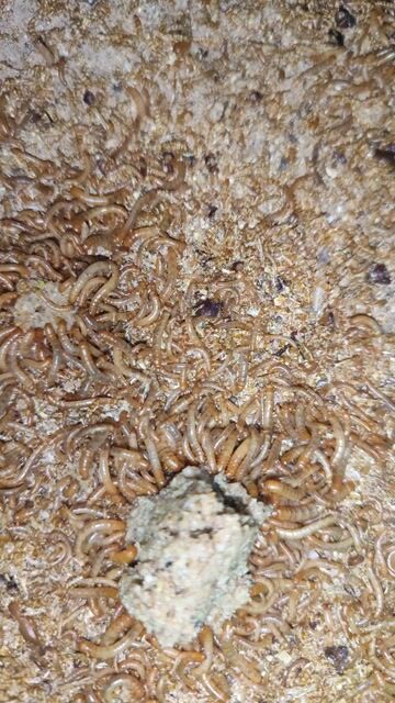 Sâu mealworm nhà trồng. Mua bán Phụ kiện, Thức ăn, Dịch vụ tại Quận 6 Tp Hồ Chí Minh được đăng bởi Đông Sử hình 1