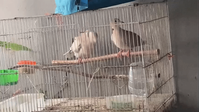 Chim cu pháp Nâu. Mua bán Chim tại Quận Hoàng Mai Hà Nội được đăng bởi PA hình 1