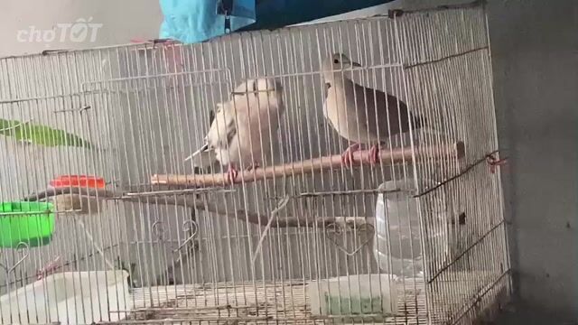 Chim cu pháp Nâu. Mua bán Chim tại Quận Hoàng Mai Hà Nội được đăng bởi PA hình 1