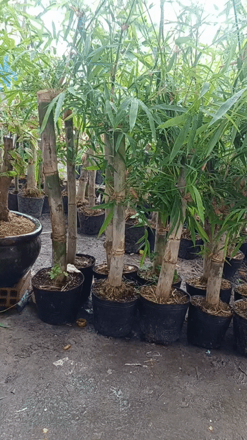 Tre tầm vông vật liệu xây dựng khỏe mạnh. Mua bán Đồ chuyên dụng, Giống nuôi trồng tại Huyện Trảng Bàng Tây Ninh được đăng bởi Nguyễn Quế Trân hình 1