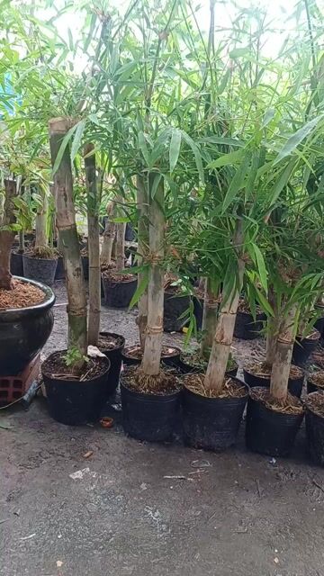 Tre tầm vông vật liệu xây dựng khỏe mạnh. Mua bán Đồ chuyên dụng, Giống nuôi trồng tại Huyện Trảng Bàng Tây Ninh được đăng bởi Nguyễn Quế Trân hình 1