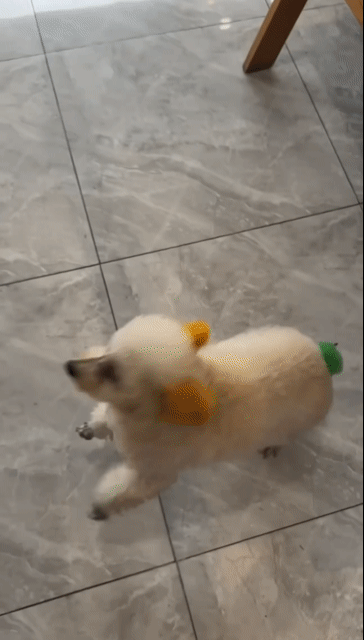 Chó Poodle Tiny Cái . Mua bán Chó tại Thị xã Tân Uyên Bình Dương được đăng bởi An An hình 1
