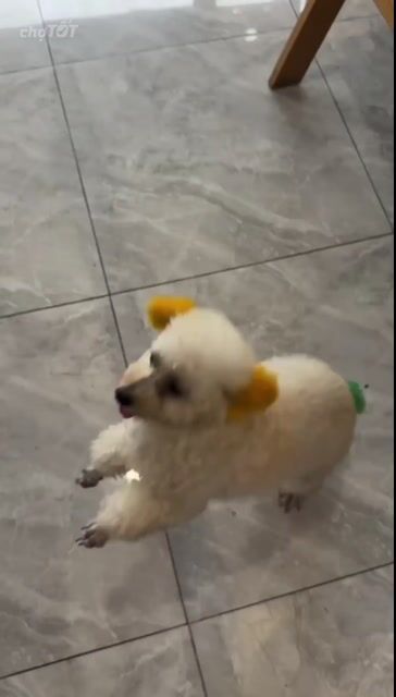 Chó Poodle Tiny Cái . Mua bán Chó tại Thị xã Tân Uyên Bình Dương được đăng bởi An An hình 1