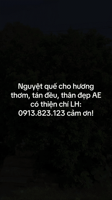 Cây cảnh Nguyệt quế hương thơm tán đẹp. Mua bán Cây cảnh, đồ trang trí tại Thành phố Tây Ninh Tây Ninh được đăng bởi PCCC Tây Ninh hình 1