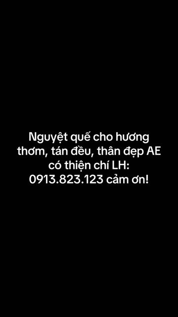 Cây cảnh Nguyệt quế hương thơm tán đẹp. Mua bán Cây cảnh, đồ trang trí tại Thành phố Tây Ninh Tây Ninh được đăng bởi PCCC Tây Ninh hình 1