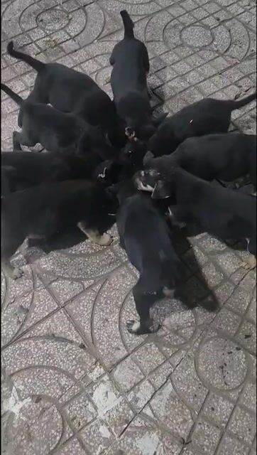 Cún con nhà nuôi dưới 3 tháng. Mua bán Chó tại Huyện Nhà Bè Tp Hồ Chí Minh được đăng bởi Nguyễn Thị Vân hình 1