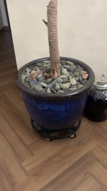 Chậu hoa sứ xanh đậm có bánh xe. Mua bán Cây cảnh, đồ trang trí tại Thành phố Thủ Đức Tp Hồ Chí Minh được đăng bởi phượng hình 1