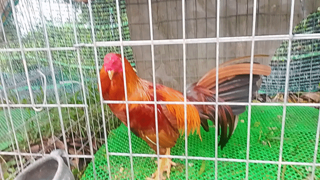 Gà Siu Mỹ tơ 2.3kg. Mua bán Gà tại Huyện Cái Bè Tiền Giang được đăng bởi Duy peru Mỹ  hình 1