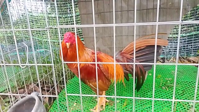 Gà Siu Mỹ tơ 2.3kg. Mua bán Gà tại Huyện Cái Bè Tiền Giang được đăng bởi Duy peru Mỹ  hình 1