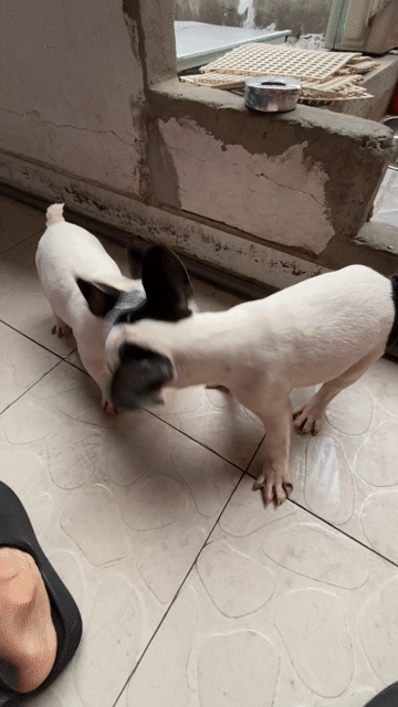 Chó French Bulldog Đen trắng. Mua bán Chó tại Quận 5 Tp Hồ Chí Minh được đăng bởi Vuong Giahao hình 1