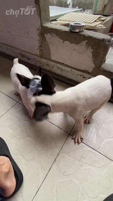 Chó French Bulldog Đen trắng. Mua bán Chó tại Quận 5 Tp Hồ Chí Minh được đăng bởi Vuong Giahao hình 1