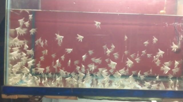 Cá Thần tiên Mana size 2 Trắng. Mua bán Thú cưng khác tại Quận Bình Tân Tp Hồ Chí Minh được đăng bởi Vu tran hình 1