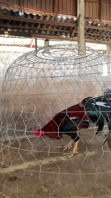 Gà chọi đực 3.8kg Điều. Mua bán Gà tại Huyện Hồng Dân Bạc Liêu được đăng bởi Tín hình 1