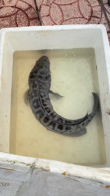 Cá lóc bông 6x 7x. Mua bán Thú cưng khác tại Thành phố Vĩnh Long Vĩnh Long được đăng bởi Hoàng Linh hình 1