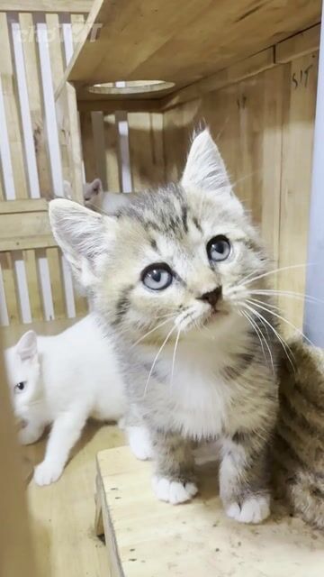 từ 1tr có ngay ALN, các bé mèo xinh đẹp. Mua bán Mèo tại Quận 3 Tp Hồ Chí Minh được đăng bởi Kim Phương hình 1