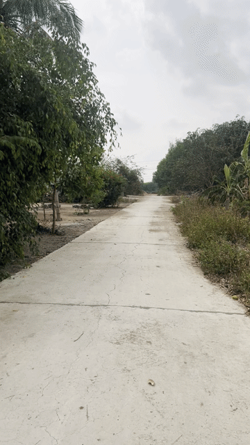 Mua bán Đất Thị xã Ninh Hòa Khánh Hòa diện tích 225 m² giá 260 triệu